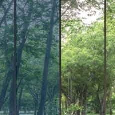 photochromic film